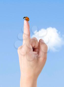 Royalty Free Photo of a Ladybug on a Hand
