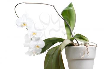 Royalty Free Photo of a Pot of Orchids