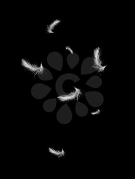 Feathers on a black background
