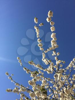 White cherry trees on a blue sky
