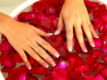 Royalty Free Photo of Hands Laying on Top of a Bowl of Rose Petals