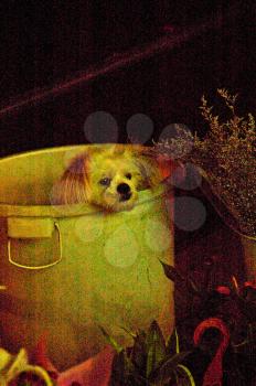 dog in a bucket,  ultra high iso setiing ,simulating a paint