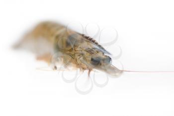 raw fresh alive shrimp ,macro,extreme closeup isolated over white background