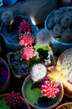 colorful cacti cactus plants on little pots on shadow with sunlight ray