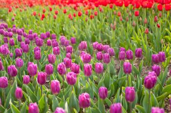 colorful tulips flowers field in springtime with low sun 