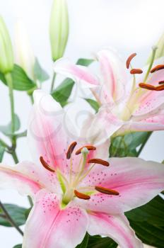 pink lily flower bunch  bouquet over white copyspace