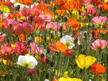 Royalty Free Photo of a Field of Flowers