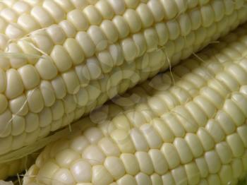 Royalty Free Photo of Corn on the Cob