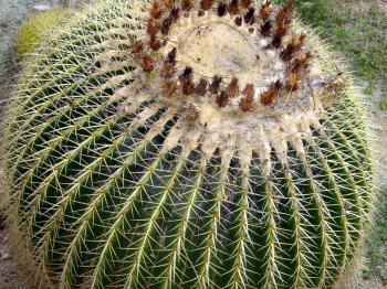Royalty Free Photo of a Barrel Cactus