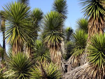 Royalty Free Photo of Yucca Trees