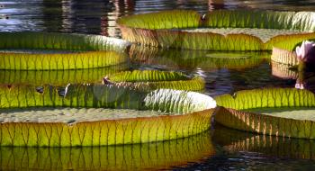 Royalty Free Photo of Giant Lily Pads