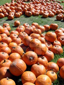 Royalty Free Photo of a Pumpkin Patch