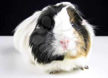 Royalty Free Photo of a Guinea Pig
