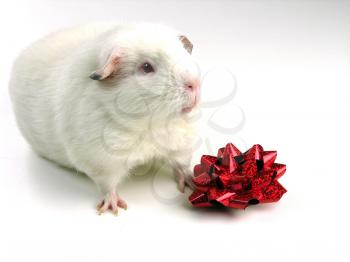 Royalty Free Photo of a Guinea Pig With a Bow