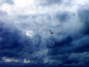 Royalty Free Photo of a Seagull Flying in Clouds