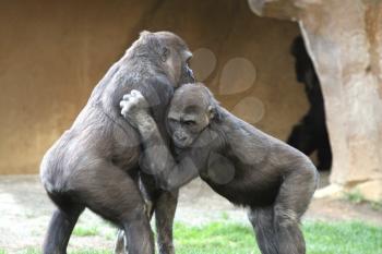 Royalty Free Photo of Two Gorillas