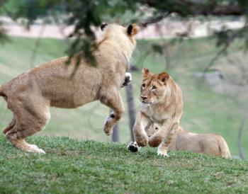 Royalty Free Photo of Lions Playing