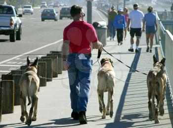 Royalty Free Photo of a Man Walking His Dogs
