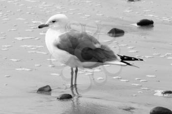 Royalty Free Photo of a Seagull at the Beach