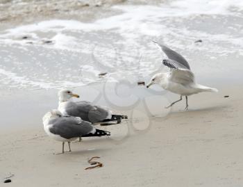 Royalty Free Photo of Seagulls