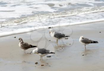 Royalty Free Photo of Seagulls at the Beach