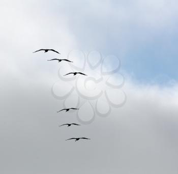 Royalty Free Photo of Seagulls Flying