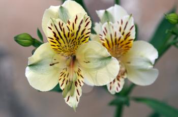 Royalty Free Photo of Yellow Alstroemeria Flowers