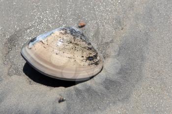 Royalty Free Photo of a Clam on the Beach
