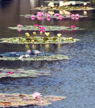 Royalty Free Photo of Blooming Lotus Flowers