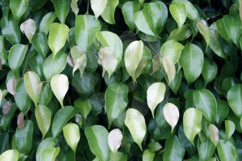 Royalty Free Photo of Ficus Leaves
