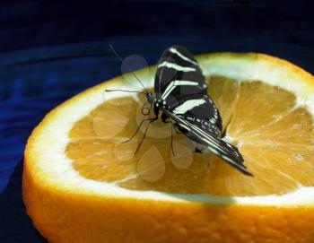 Royalty Free Photo of a Butterfly on an Orange