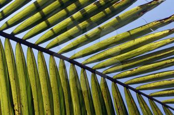 Royalty Free Photo of Palm Branches