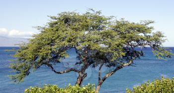 Royalty Free Photo of a Tree and Ocean in Hawaii
