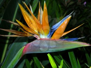 Royalty Free Photo of a Bird of Paradise Flower