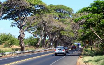 Royalty Free Photo of Banyan Trees Along a Road in Hawaii