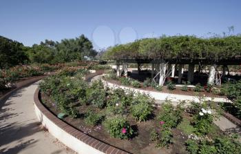 Royalty Free Photo of Rose Gardens In Balboa Park, San Diego