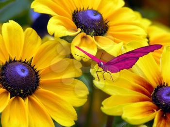 Royalty Free Photo of a Butterfly by Flowers