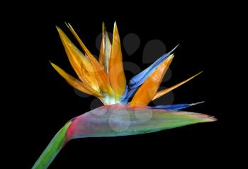 Royalty Free Photo of a Bird of Paradise Flower