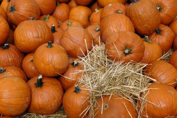 Royalty Free Photo of a Bunch of Pumpkins