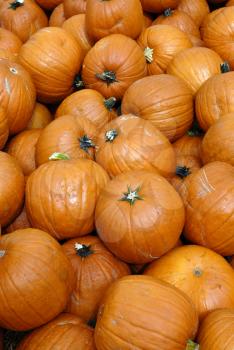 Royalty Free Photo of a Bunch of Pumpkins