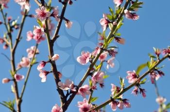 Royalty Free Photo of Spring Blossoms