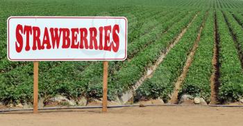 Royalty Free Photo of a Strawberry Field