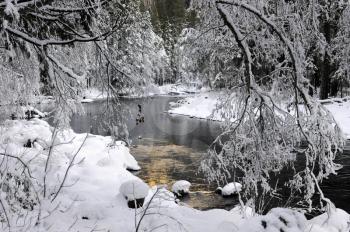 Royalty Free Photo of a Wintry Yosemite River