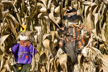 Royalty Free Photo of Scarecrows in Corn Stalks