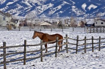 Royalty Free Photo of a Horse on a Farm in Bozeman, Montana