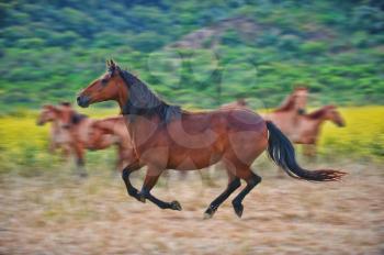 Royalty Free Photo of Wild Horse Running