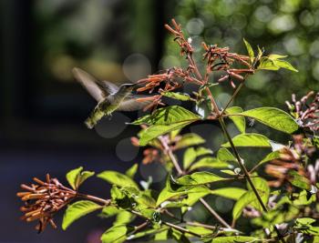 Royalty Free Photo of a Hummingbird