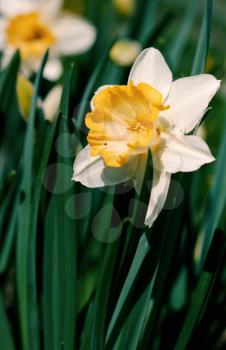 Royalty Free Photo of Narcissus