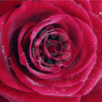 Royalty Free Photo of a Red Rose and Water Drops