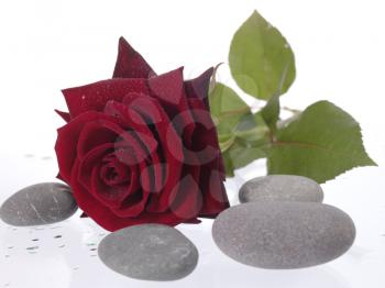 Royalty Free Photo of a Red Rose and Stones